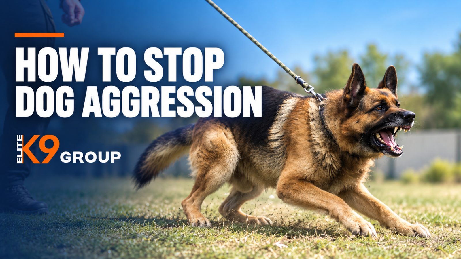 German Shepherd barking and lunging on a leash during dog aggression training