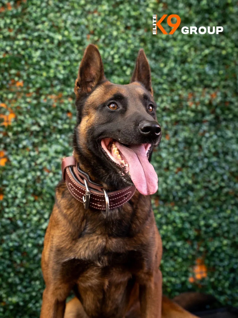Berry - Belgian Malinois
