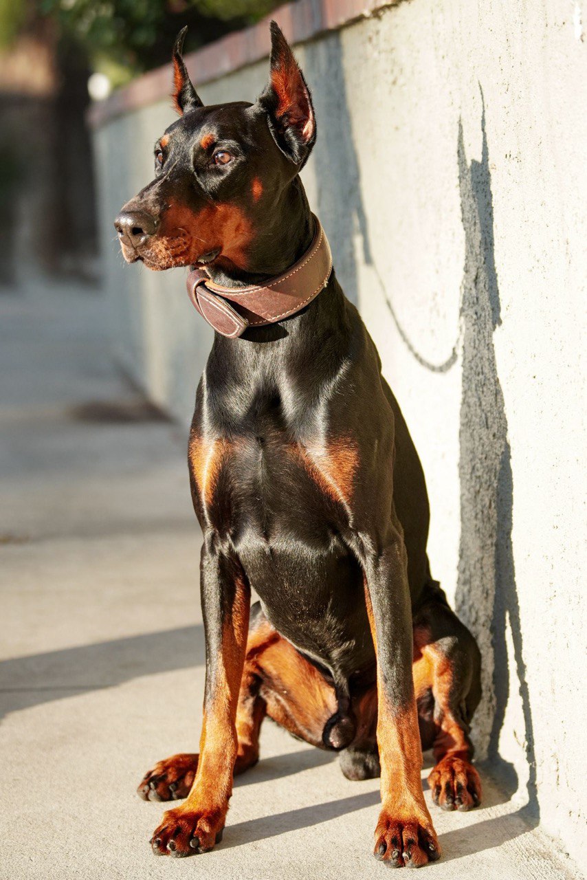 Elite K9 Team Member
