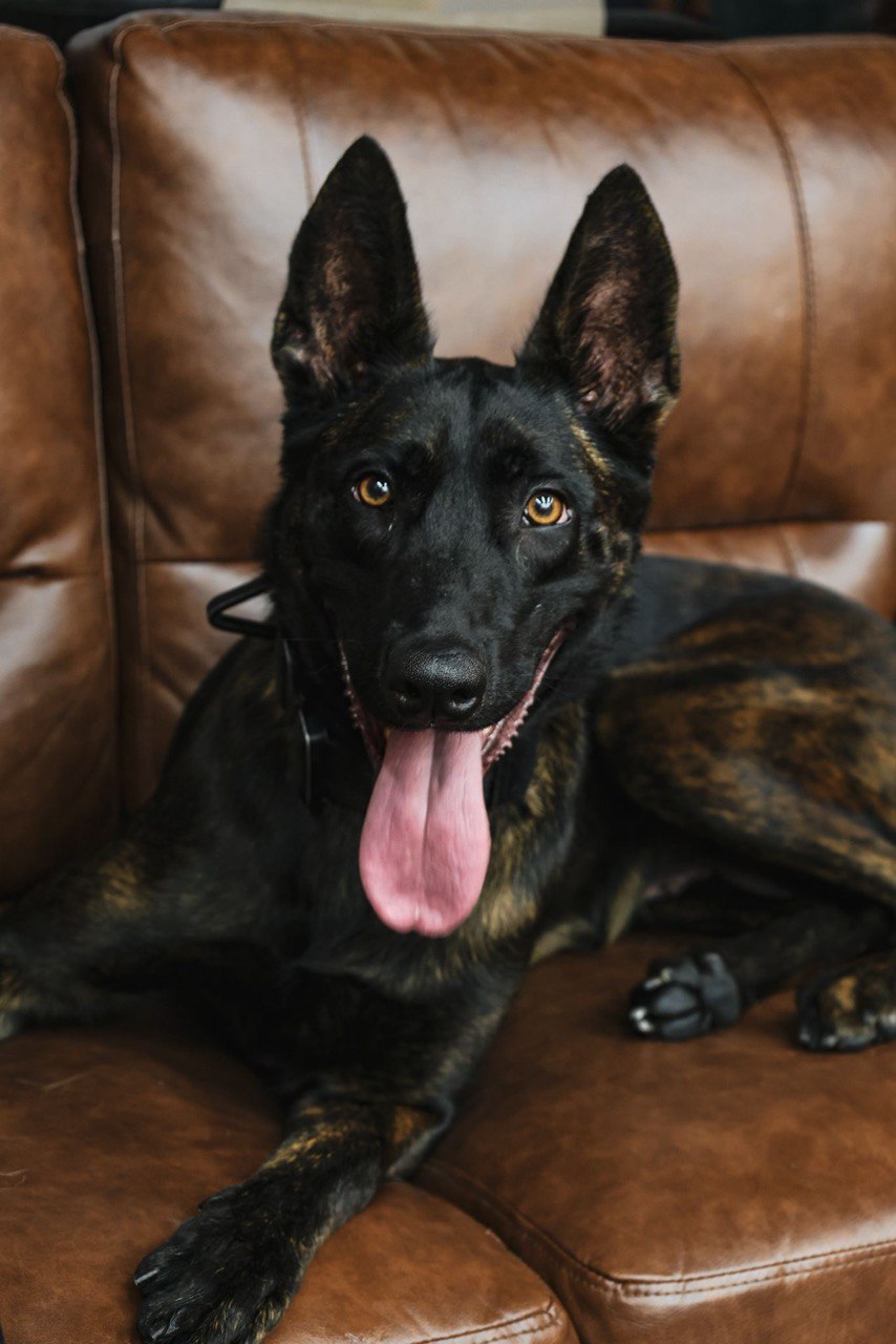 Elite K9 Team Member