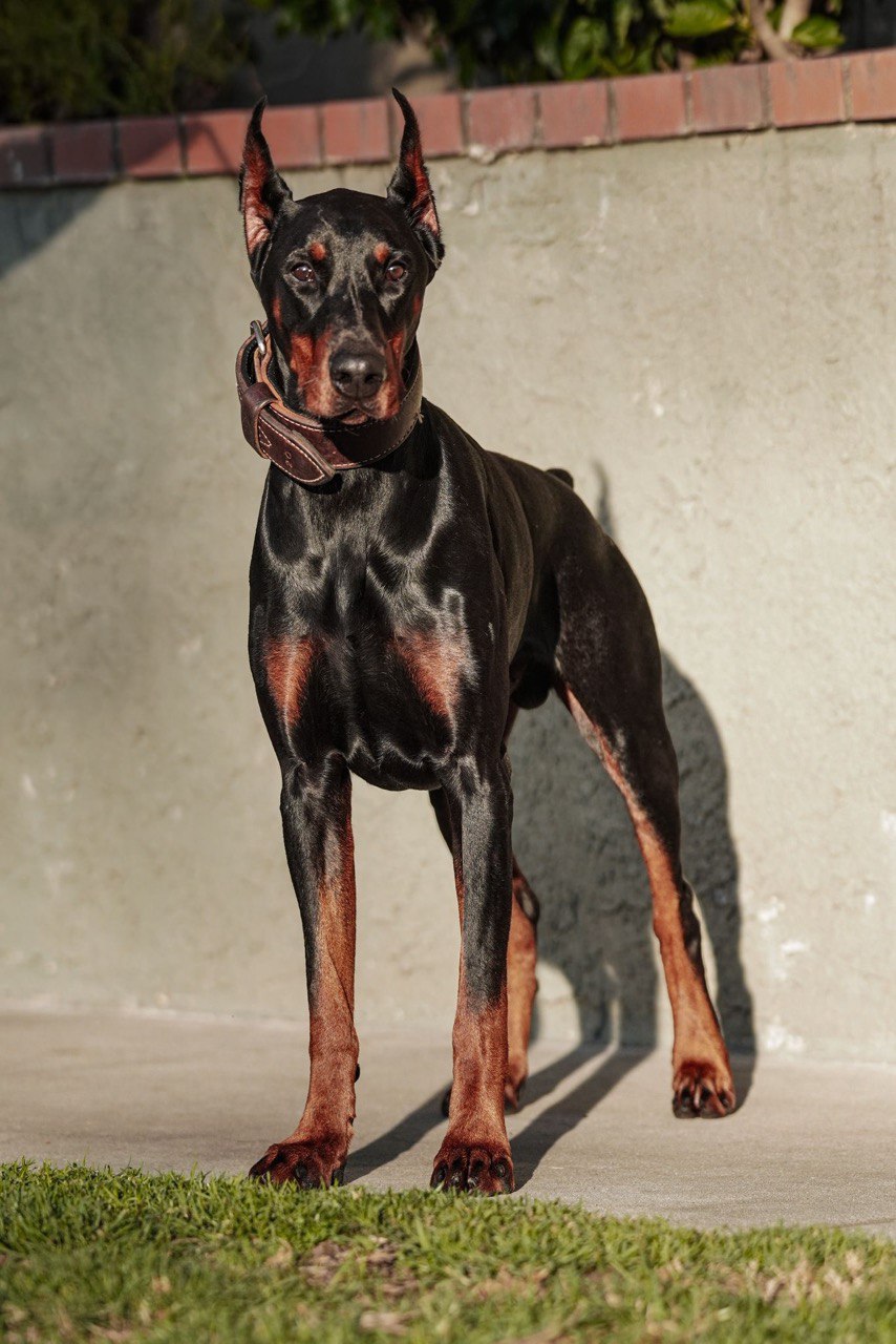 Elite K9 Team Member
