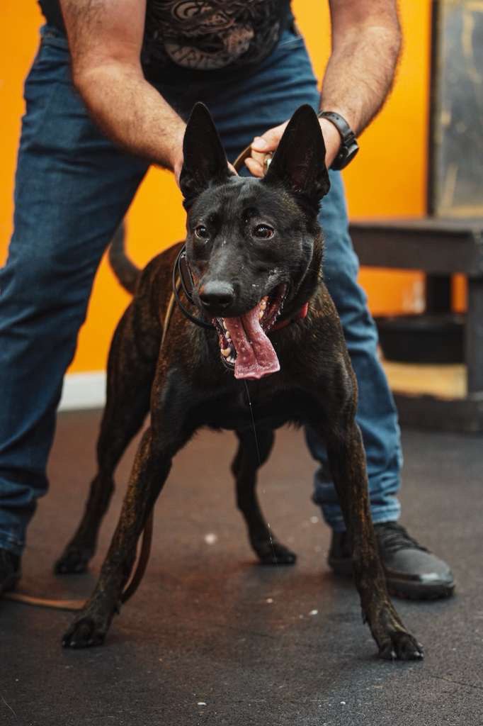 Elite K9 Team Member