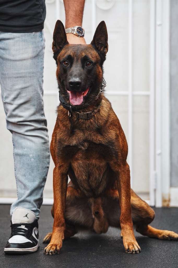 Elite K9 Team Member