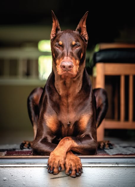 Luna - Trained Companion