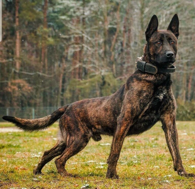 Max - Started K9 Solutions