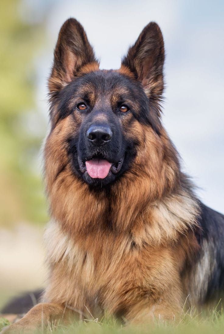 Rex - Trained Protection Dog